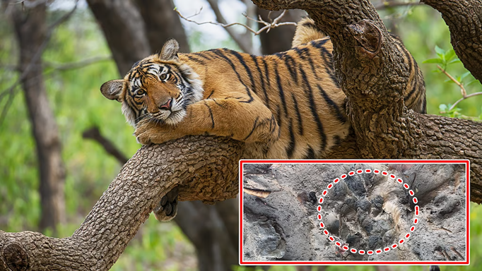 कुलतली में दिखे बाघ के पंजों के ताजा निशान, खौफ से उड़ी ग्रामीणों की नींद