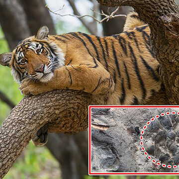 कुलतली में दिखे बाघ के पंजों के ताजा निशान, खौफ से उड़ी ग्रामीणों की नींद