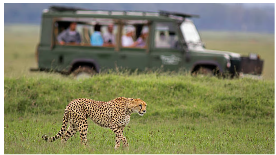 कूनो ने चीता सफारी के द्वार खोले, भारत में पहली बार एक क्षेत्र में घूम रहे हैं 15 चीते