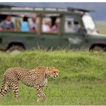 कूनो ने चीता सफारी के द्वार खोले, भारत में पहली बार एक क्षेत्र में घूम रहे हैं 15 चीते
