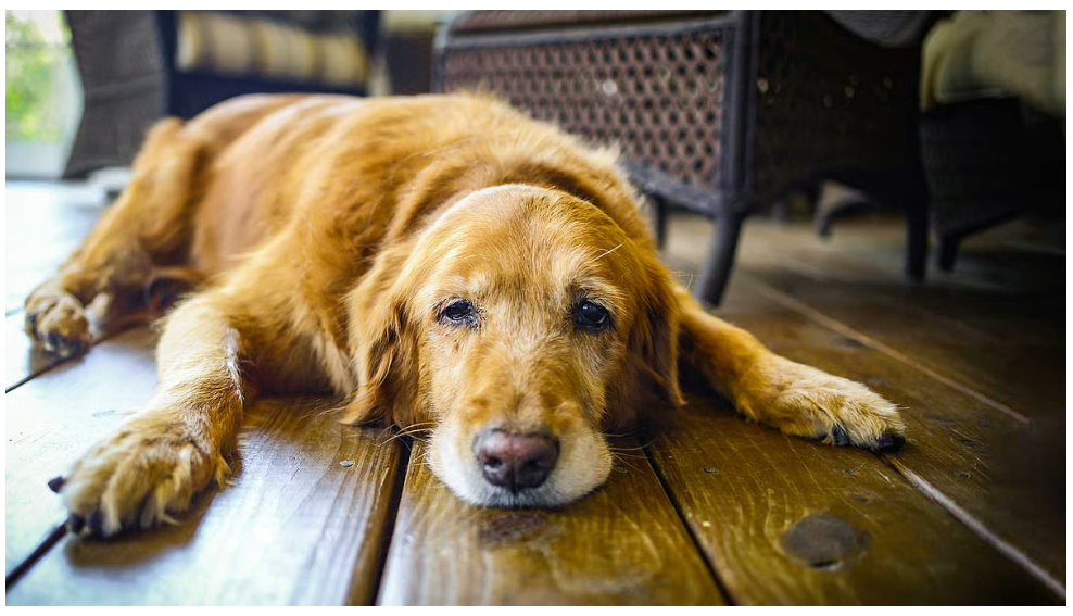 पालतू जानवर की उम्र बढ़ रही है? उसकी देखभाल कैसे करें?