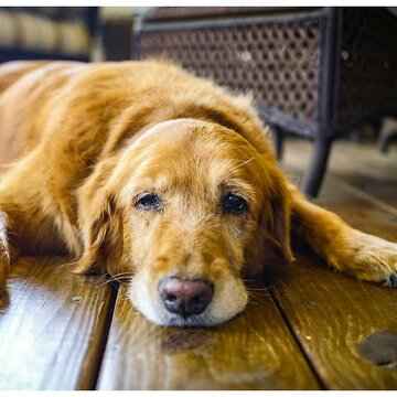 पालतू जानवर की उम्र बढ़ रही है? उसकी देखभाल कैसे करें?