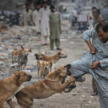 पाकिस्तान के पंजाब में आवारा कुत्तों का खतरा, 2 साल में 5 लाख  लोग शिकार, कोर्ट ने दिये सख्त निर्देश