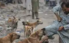 पाकिस्तान के पंजाब में आवारा कुत्तों का खतरा, 2 साल में 5 लाख  लोग शिकार, कोर्ट ने दिये सख्त निर्देश
