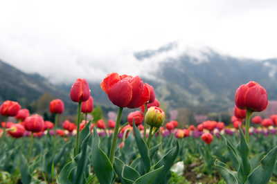 सैलानियों के लिए खुला श्रीनगर का ट्यूलिप गार्डन, खिले हैं 18 लाख से ज्यादा ट्यूलिप के फूल