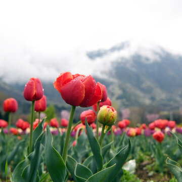 सैलानियों के लिए खुला श्रीनगर का ट्यूलिप गार्डन, खिले हैं 18 लाख से ज्यादा ट्यूलिप के फूल