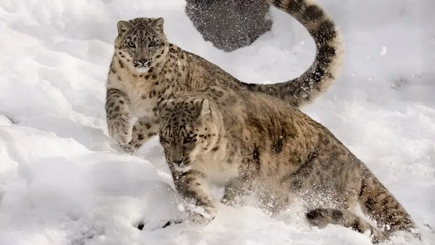 उत्तराखंड में शुरू हुआ 'स्नो लेपर्ड टूर', क्या है यह? देश में और कहां देखे जा सकते हैं हिम तेंदुए?