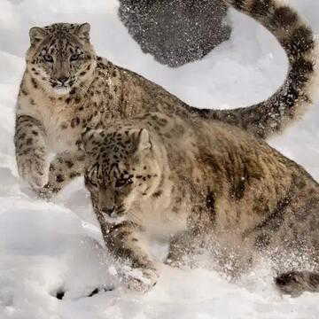 उत्तराखंड में शुरू हुआ 'स्नो लेपर्ड टूर', क्या है यह? देश में और कहां देखे जा सकते हैं हिम तेंदुए?