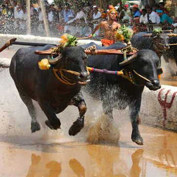 पोंगल उत्सव में सांड के हमले से बुजुर्ग की मौत