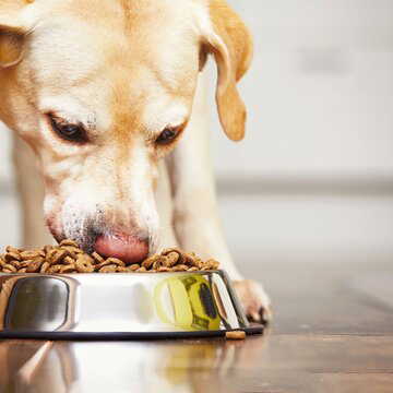 आपके अपने खाने से भी ज़्यादा पर्यावरण को नुकसान पहुँचा सकता है आपके कुत्ते का खाना