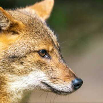 दिल्ली चिड़ियाघर में सियार को जिंदा जलाकर मारने का आरोप, केंद्र ने दिए जांच के आदेश