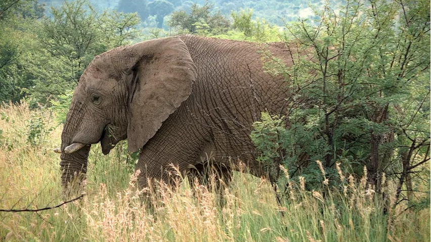 बिजली के हाई टेंशन तारों के खंभों पर चढ़कर इलाके में घूमते हाथियों से फसलों की रखवाली कर रहे हैं किसान