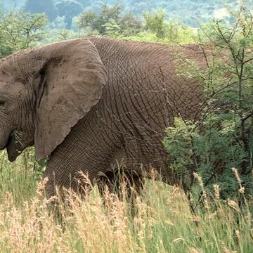 बिजली के हाई टेंशन तारों के खंभों पर चढ़कर इलाके में घूमते हाथियों से फसलों की रखवाली कर रहे हैं किसान