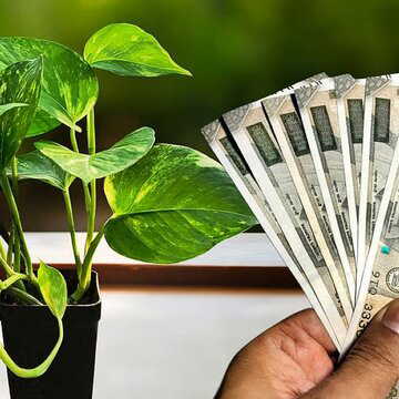 पैसे गिनते-गिनते थक जाएंगे, आज ही घर के मनी प्लांट में ये 3 चीजें बांधें