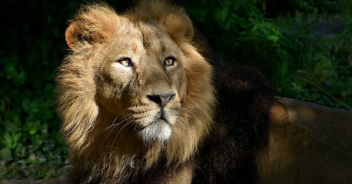 घर में कभी भी शेर की तस्वीर न रखें, यह नकारात्मक ऊर्जा को आकर्षित करेगी और घर में लगातार समस्याएं आएंगी