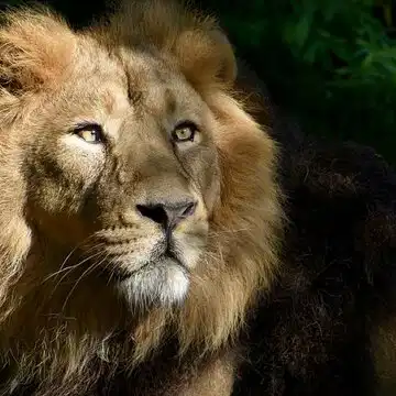 घर में कभी भी शेर की तस्वीर न रखें, यह नकारात्मक ऊर्जा को आकर्षित करेगी और घर में लगातार समस्याएं आएंगी