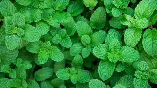 गर्मियों में पुदीना देगा ठंडक और निखार, जानिए Shahnaz Husain के खास ब्यूटी टिप्स