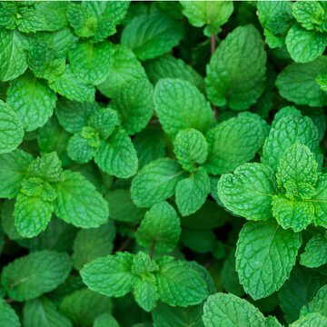 गर्मियों में पुदीना देगा ठंडक और निखार, जानिए Shahnaz Husain के खास ब्यूटी टिप्स