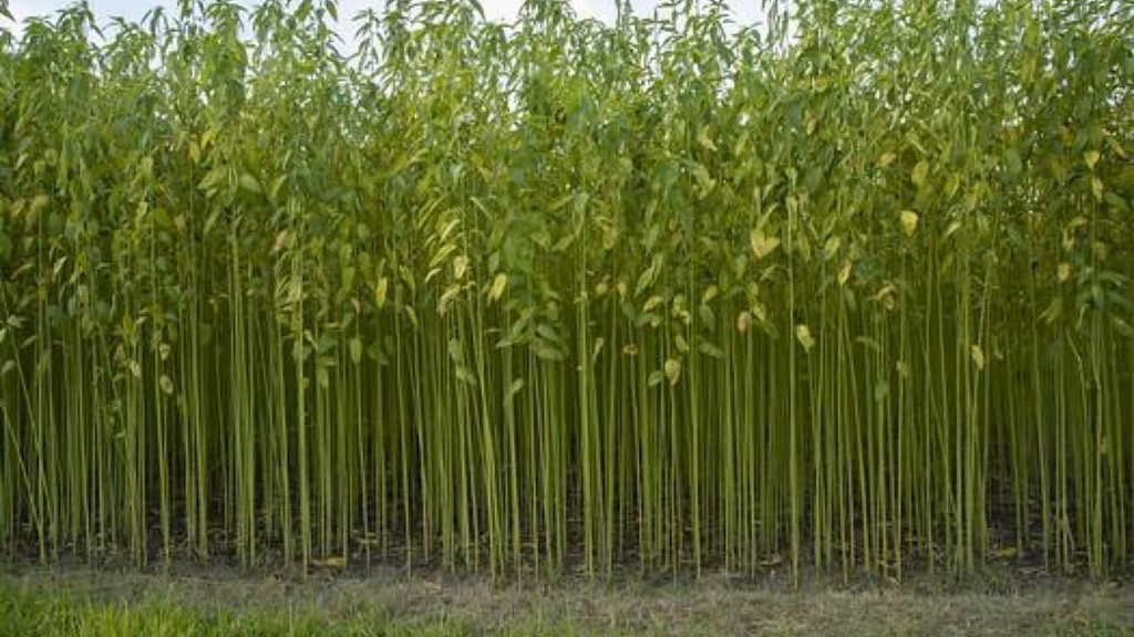 कच्चे पाट की बढ़ती कीमत से जूट उद्योग खतरे में