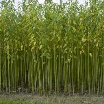 कच्चे पाट की बढ़ती कीमत से जूट उद्योग खतरे में