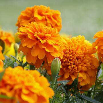 माँ लक्ष्मी का प्रिय यह फूलों वाला पौधा उत्तर-पश्चिम दिशा में लगाएं, सुख-शांति आएगी।