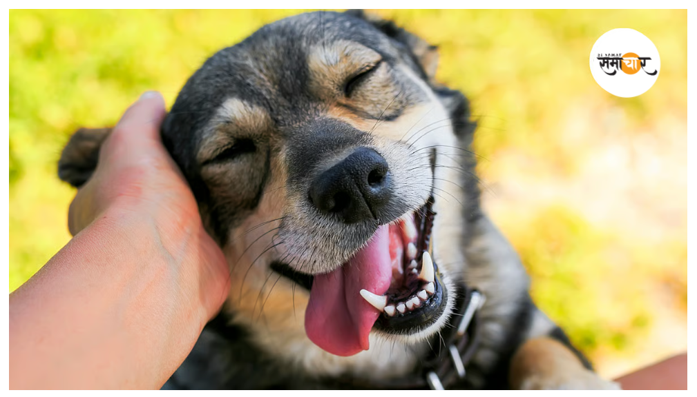 कुत्ते के नाम को लेकर हंगामा! पड़ोसी के खिलाफ थाने में शिकायत