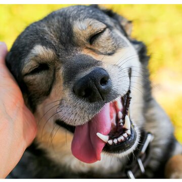 कुत्ते के नाम को लेकर हंगामा! पड़ोसी के खिलाफ थाने में शिकायत