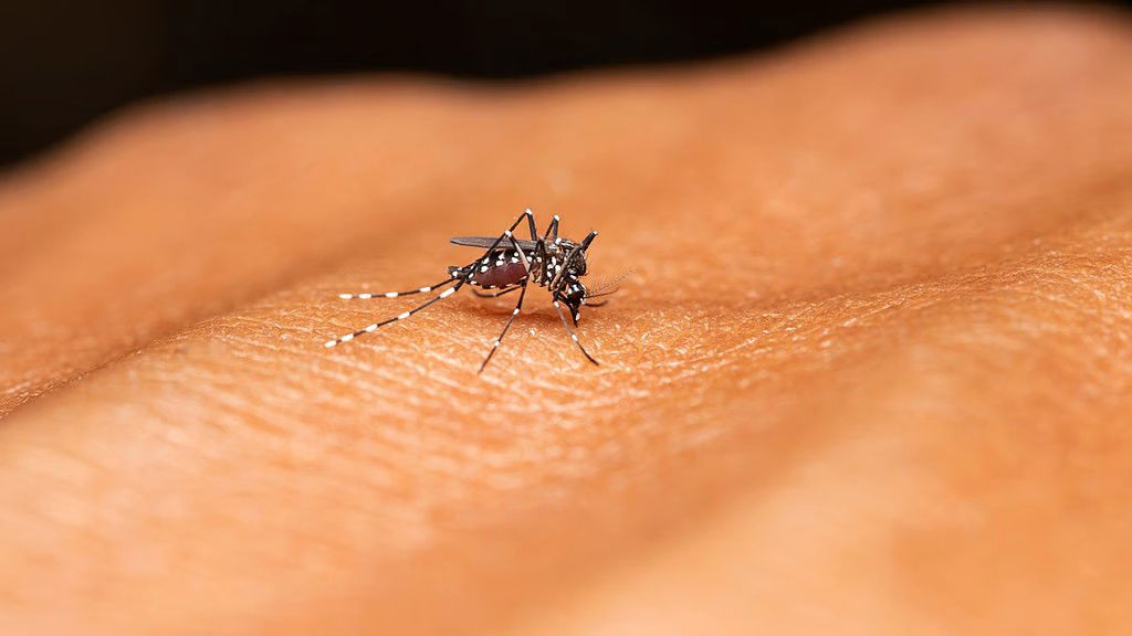 बंगाल में बढ़ रहा है डेंगू प्रकोप, शीर्ष पर उत्तर 24 परगना