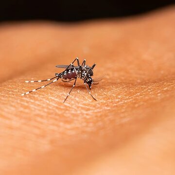 बंगाल में बढ़ रहा है डेंगू प्रकोप, शीर्ष पर उत्तर 24 परगना