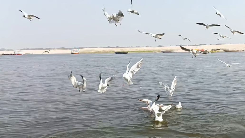 असम में कई जगहों से कम से कम 50 प्रवासी पक्षियों के शव बरामद, 17 लोग हिरासत में