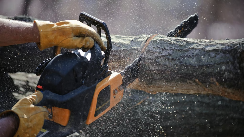 सड़क विस्तार के लिए मध्य प्रदेश में कटेंगे 8,000 पेड़, पर्यावरण प्रेमी चिंतित