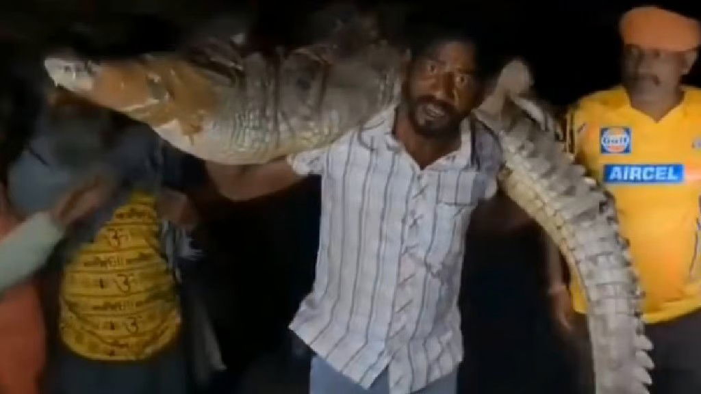 कंधे पर 80 किलो और 8 फुट लंबा मगरमच्छ उठाए बेखौफ होकर चलता रहा युवक