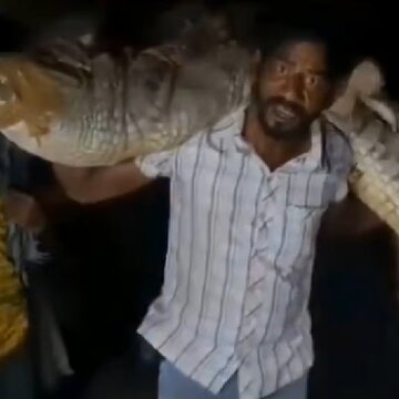 कंधे पर 80 किलो और 8 फुट लंबा मगरमच्छ उठाए बेखौफ होकर चलता रहा युवक