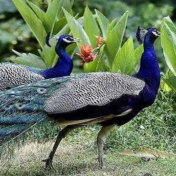 कर्नाटक में 35 मोरों की रहस्यमयी मौत, वन विभाग ने शुरू की जांच