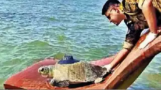 छह महीनों में 3500 किलोमीटर की यात्रा पूरी करने वाला भारत का मशहूर कछुआ