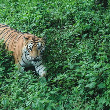 3 साल बाद बक्सा टाइगर रिजर्व में दिखा रॉयल बंगाल टाइगर, वापसी या बस गुजरता मेहमान?
