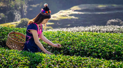 भारत की चाय निर्यात को संकट में डाल सकता है अमेरिका-ईरान विवाद