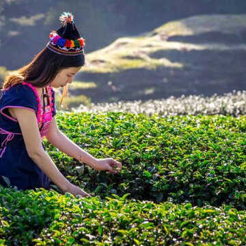 भारत की चाय निर्यात को संकट में डाल सकता है अमेरिका-ईरान विवाद