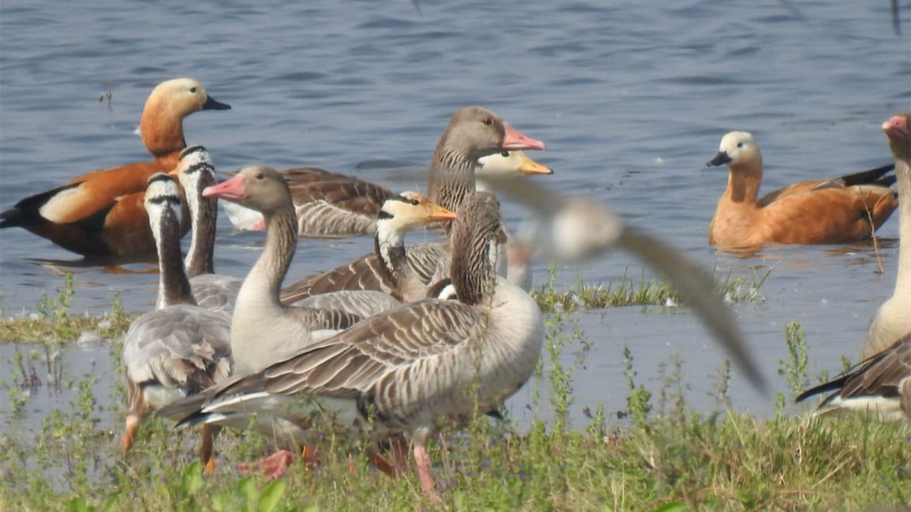प्रवासी पक्षियों का स्वर्ग बना गुजरात, लाखों पक्षियों ने डाला डेरा
