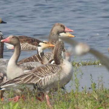प्रवासी पक्षियों का स्वर्ग बना गुजरात, लाखों पक्षियों ने डाला डेरा