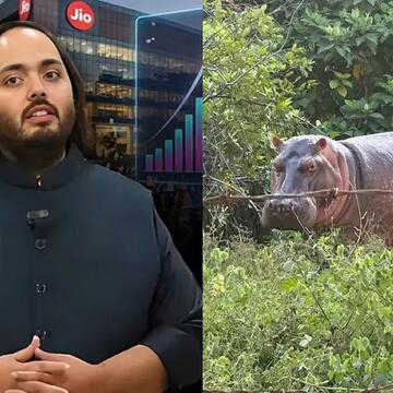 अनंत अंबानी ने कोलंबिया से की 80 दरियाई घोड़ों की जान बचाने की अपील, 'वनतारा' में आजीवन घर देने का रखा प्रस्ताव