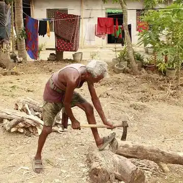 इच्छा होने पर ही पेड़ काटना नहीं चाहिए, यह बड़ी आपदा हो सकती है, कौन सा नियम मानना जरूरी है ?