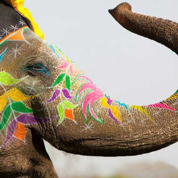 देरी और लापरवाही का खामियाजा, बिहार में सर्कस हाथी की मौत