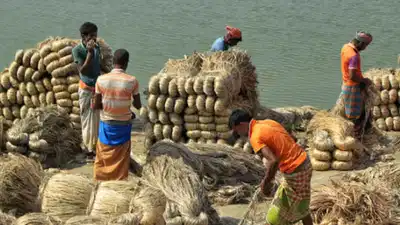 जूट उत्पादन में उछाल के संकेत, कच्चे माल की कमी से जूझ रहे उद्योग को मिल सकती है राहत