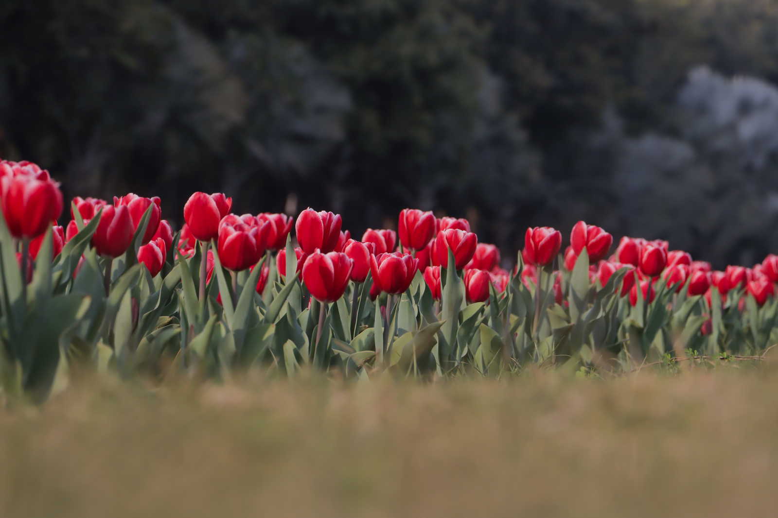 कश्मीर या दिल्ली नहीं बंगाल की इन जगहों पर भी हो सकता है ट्यूलिप के फूलों का दीदार