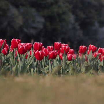 कश्मीर या दिल्ली नहीं बंगाल की इन जगहों पर भी हो सकता है ट्यूलिप के फूलों का दीदार
