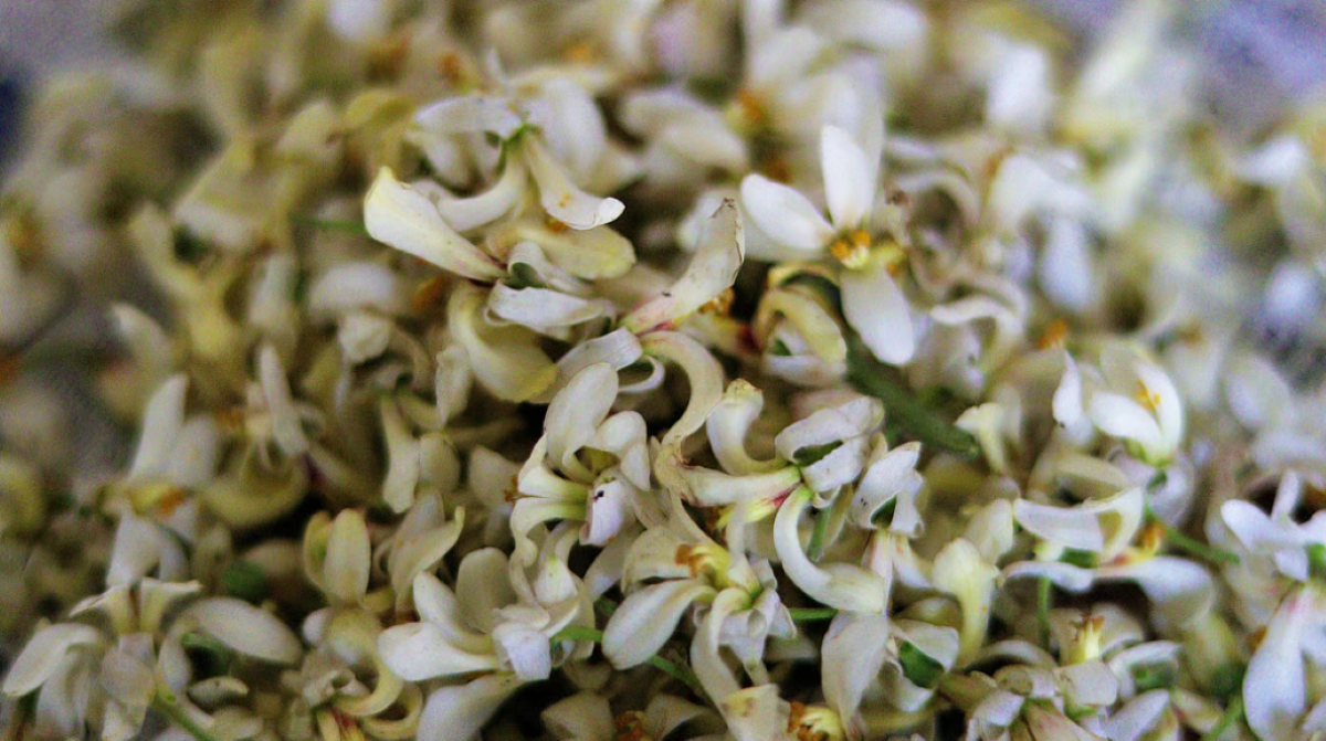 वसंत की हवा में सर्दी-खांसी से बचना चाहते हैं? थाली में रखें यह फूल