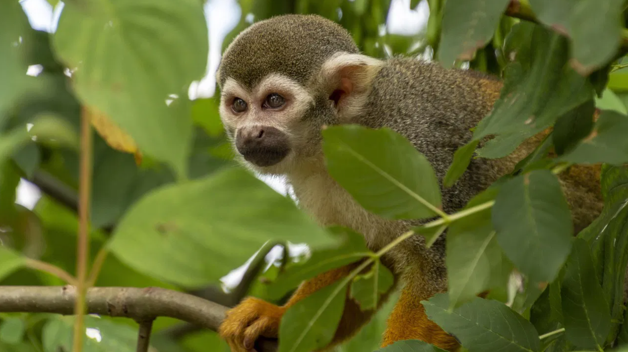 कोलकाता एयरपोर्ट पर गायब हुए बंदर को ढूंढने में छूटे पसीने, 60 घंटे बाद भी नहीं मिला सुराग