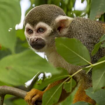 कोलकाता एयरपोर्ट पर गायब हुए बंदर को ढूंढने में छूटे पसीने, 60 घंटे बाद भी नहीं मिला सुराग