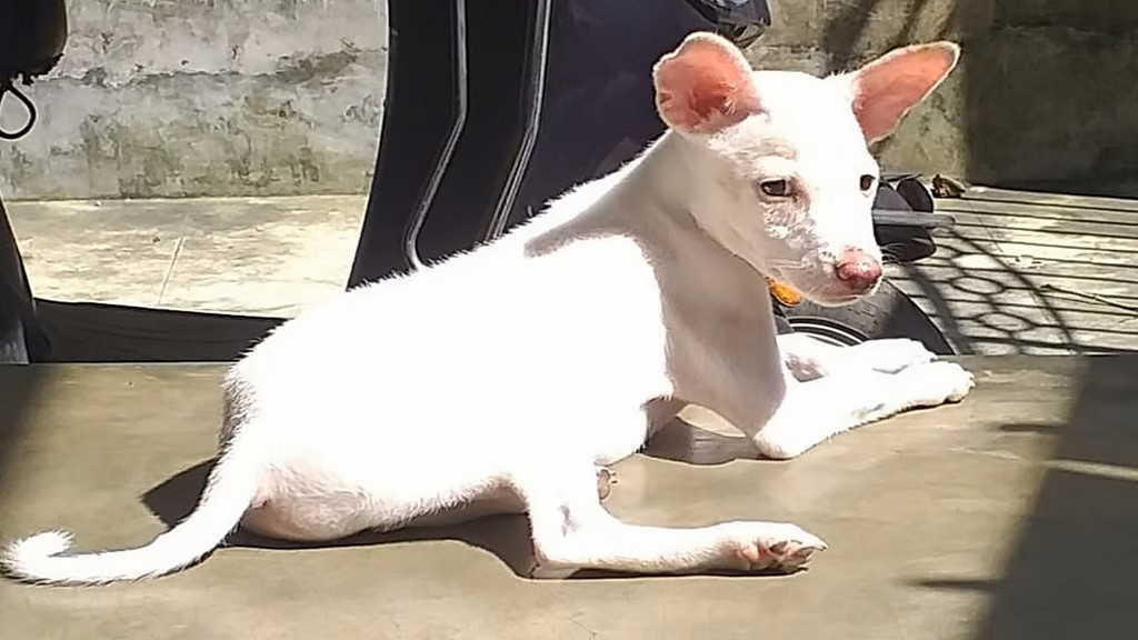 पशु केंद्र में पालतू कुत्ते को जहर देकर मारने का आरोप, जांच में जुटी पुलिस